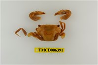 藏品(鈍齒短槳蟹)的圖片